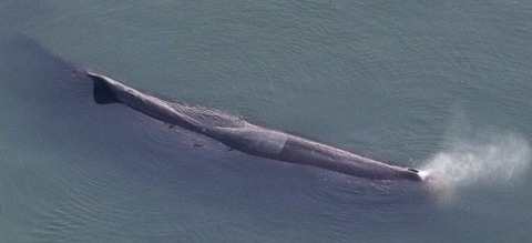 2023年1月9日大阪湾のクジラ