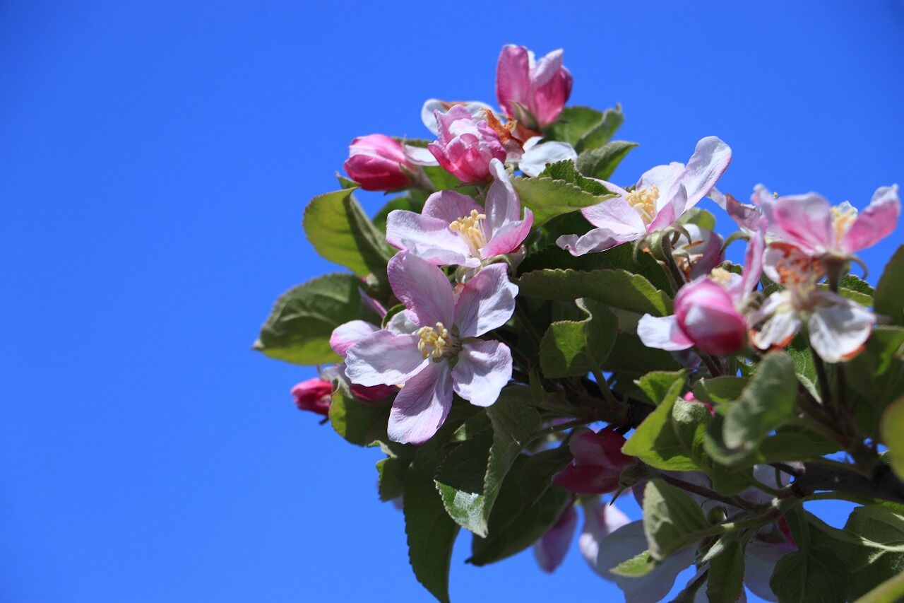 弘前市りんご公園 21 5 15 弘前市 こんざーぎのブログ 弘前市りんご公園 21 5 15 弘前市 こんざーぎのブログ