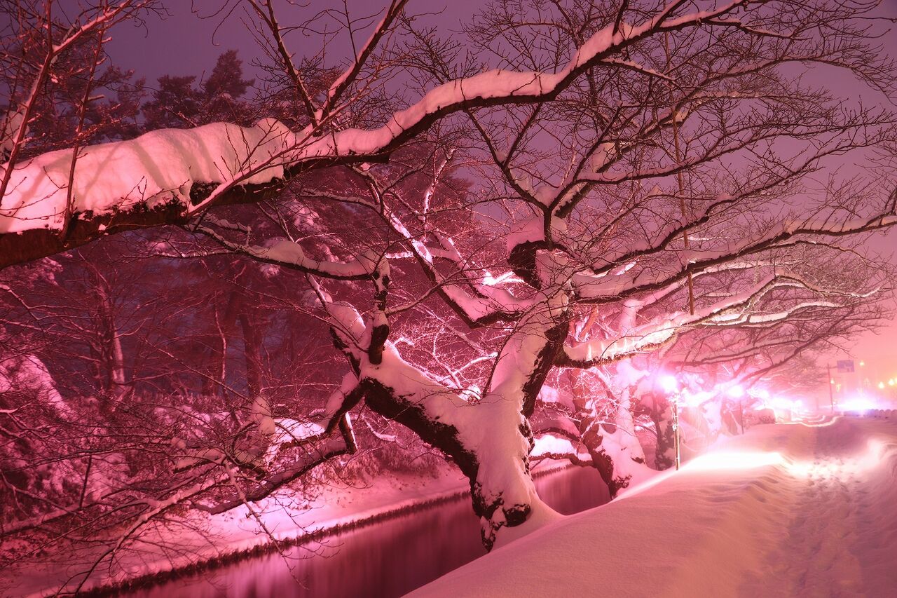 冬に咲くさくら 21 12 26 弘前市 こんざーぎのブログ 冬に咲くさくら 21 12 26 弘前市 こんざーぎのブログ