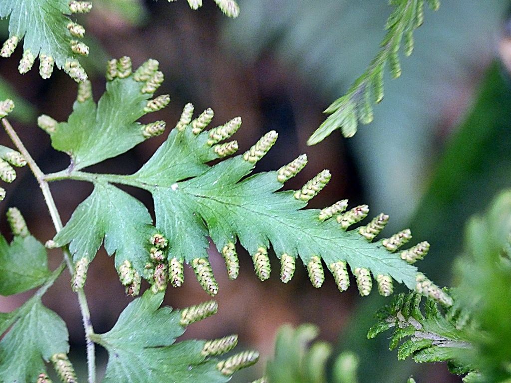 カニクサ く ちゃんの自然観察記