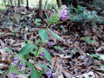 P1080995 P1080995