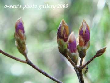 Img_5444 Img_5444
