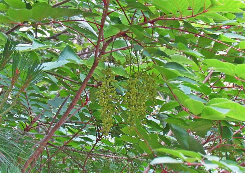 ヤマウルシ と ヤマハゼ く ちゃんの自然観察記