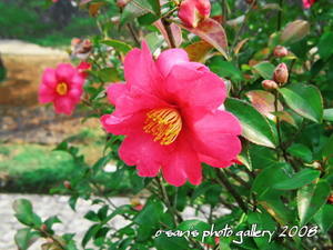 Img_4637s Img_4637s