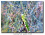 P1050075 P1050075
