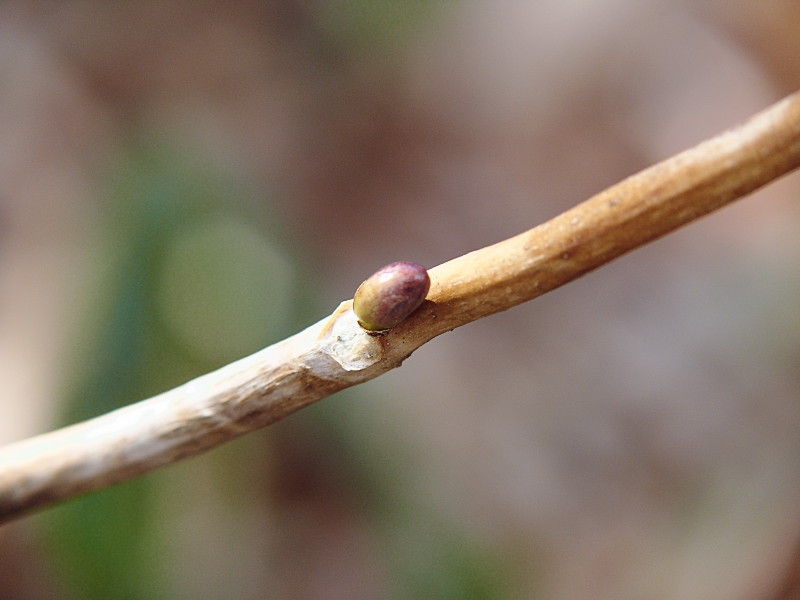 アジサイ の冬芽 く ちゃんの自然観察記