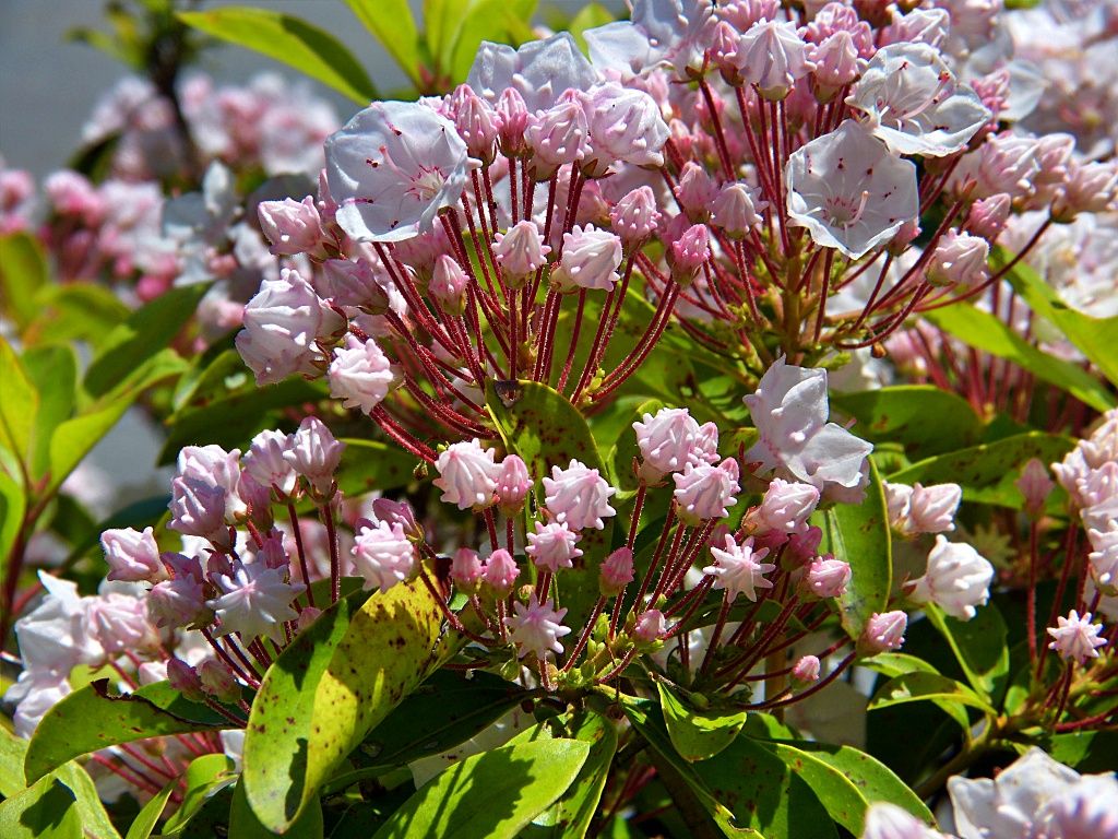 カルミアの花 栴檀の花 く ちゃんの自然観察記 カルミアの花 栴檀の花 く ちゃんの自然観察記