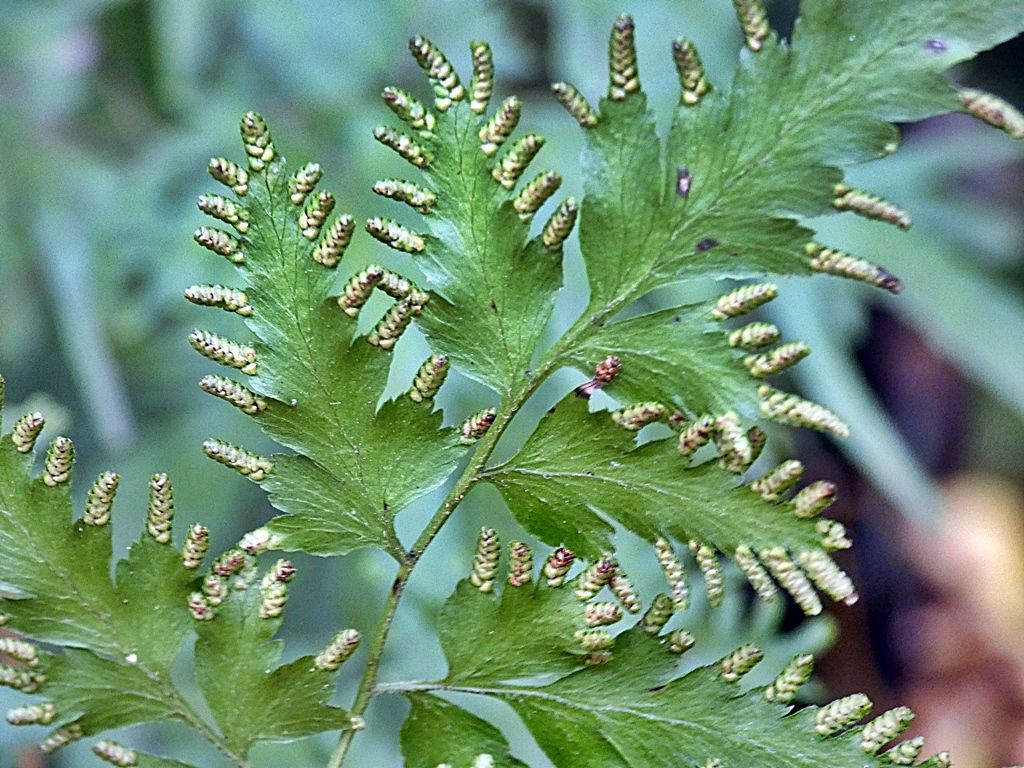 カニクサ く ちゃんの自然観察記