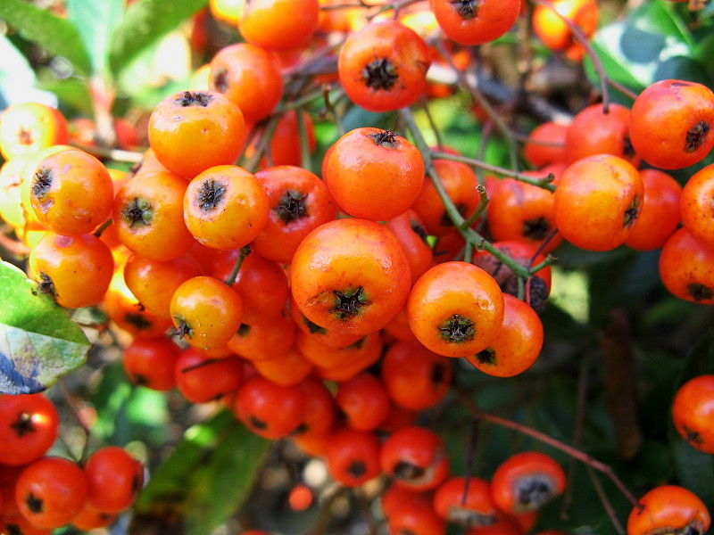 ピラカンサ く ちゃんの自然観察記 ピラカンサ く ちゃんの自然観察記