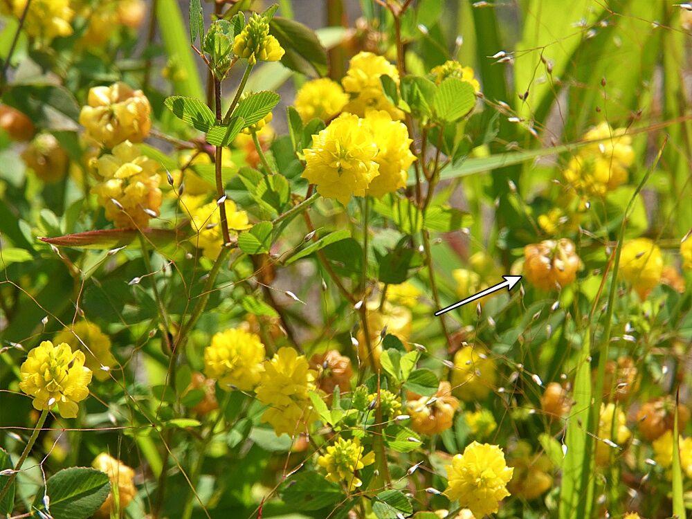 道端の草花5 く ちゃんの自然観察記
