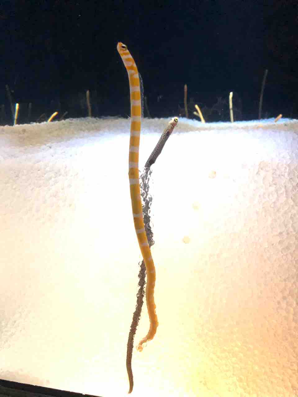 ニフレル クッキースタッフ日誌