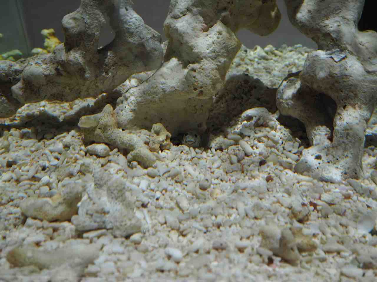 ニフレル クッキースタッフ日誌