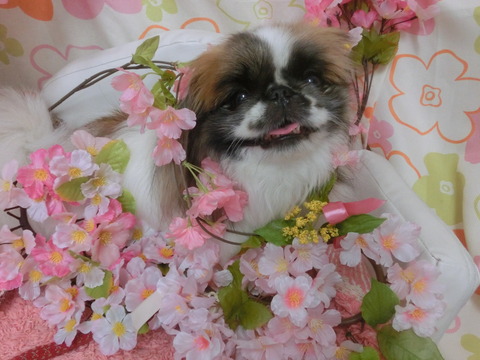 CIMG0017