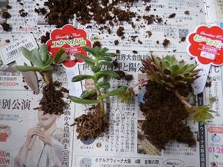 ちゅちゅたんの楽しい毎日 多肉植物の寄せ植え ちゅちゅたんの楽しい毎日 多肉植物の寄せ植え