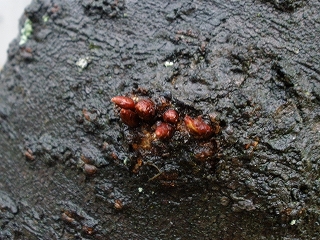 P2010509