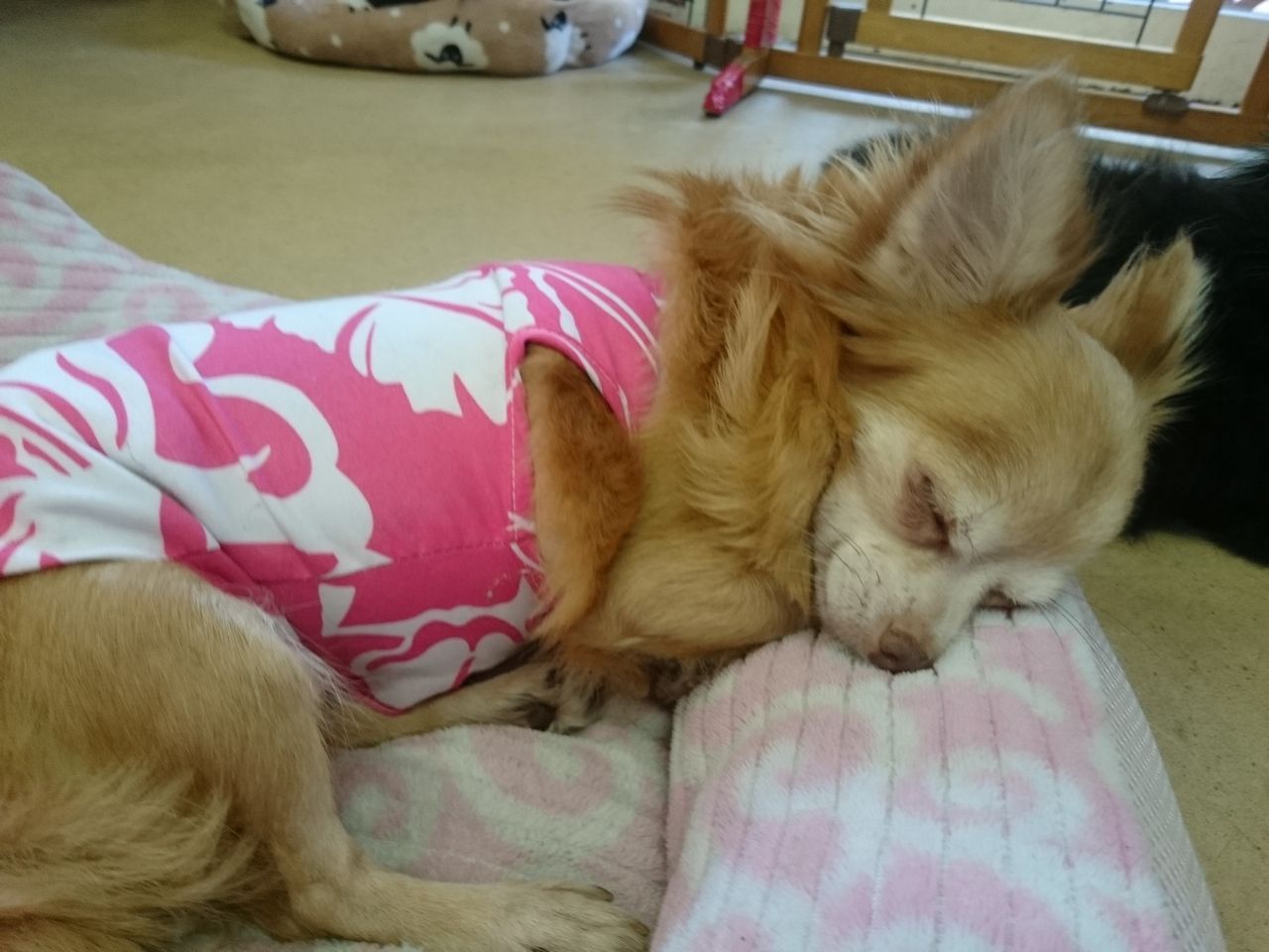 ちゅちゅたんの楽しい毎日 保護犬カフェ でまったり 0 ちゅちゅたんの楽しい毎日 保護犬カフェ でまったり 0