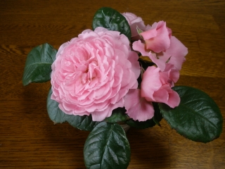 P6202668