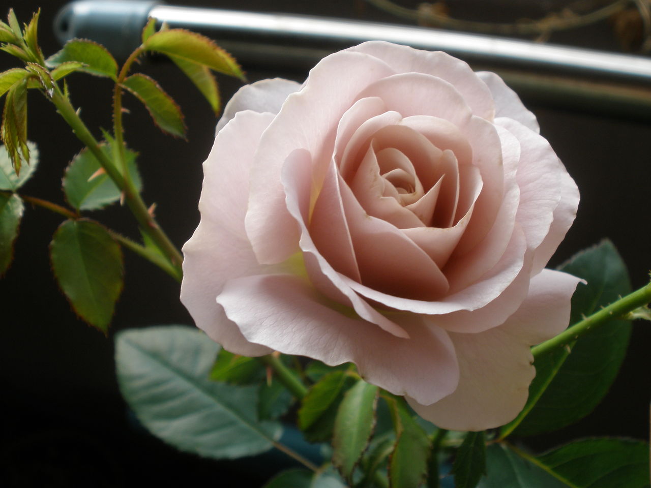 ちゅちゅたんの楽しい毎日 バラ シルバークラウド