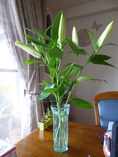 ちゅちゅたんの楽しい毎日 お花のディスカウントショップ パレット 梅田店 ちゅちゅたんの楽しい毎日 お花のディスカウントショップ パレット 梅田店
