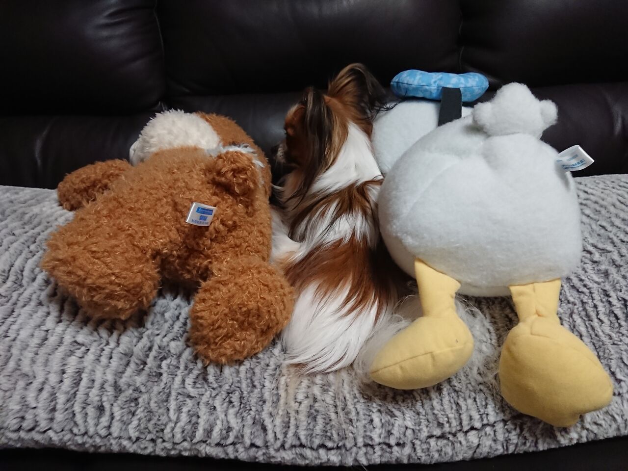 ちゅちゅたんの楽しい毎日 ミントとデール