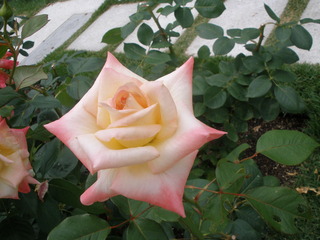 P6036266