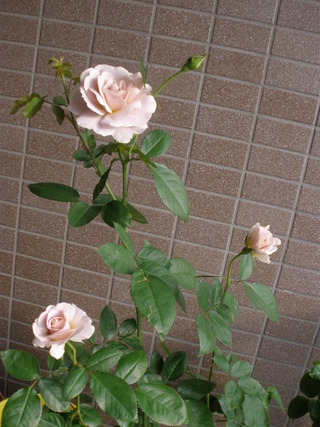 PB039107