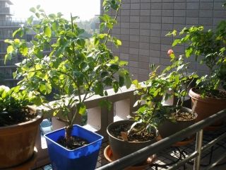 ちゅちゅたんの楽しい毎日 ガーデニング ｉｎ ベランダ