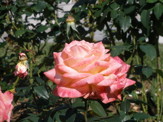 PB049132
