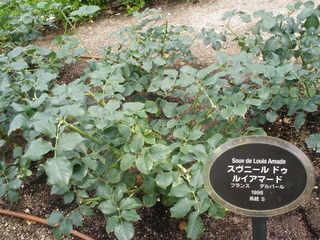 P6036256