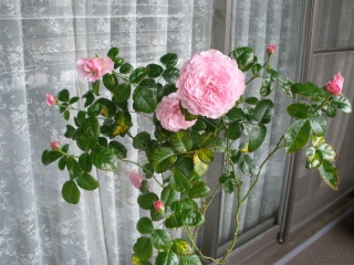 P6202663