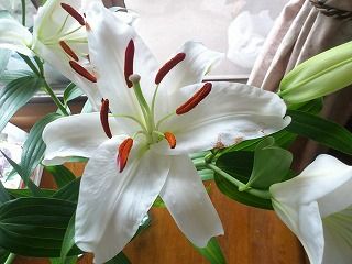 ちゅちゅたんの楽しい毎日 お花のディスカウントショップ パレット 梅田店 ちゅちゅたんの楽しい毎日 お花のディスカウントショップ パレット 梅田店