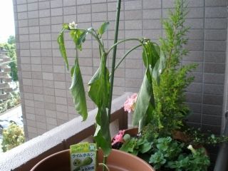 ちゅちゅたんの楽しい毎日 11年05月