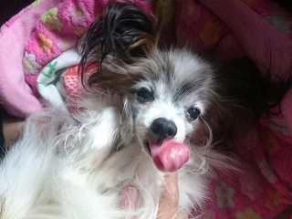 Resultado de imagen para Chinese Crested ç¬ ããã³