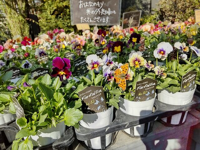 ちゅちゅたんの楽しい毎日 お花大好き