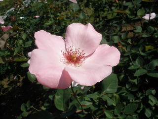 PB049130