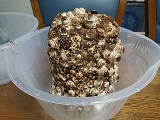 ちゅちゅたんの楽しい毎日 もりのしいたけ農園