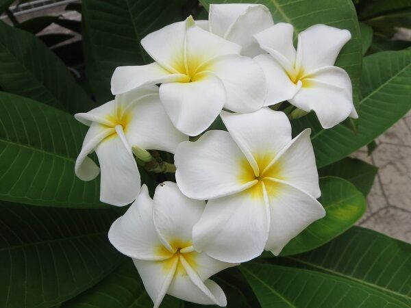 夏色プルメリアのスワッグ夫婦アレンジ❣️ayu様専用❣️55センチ