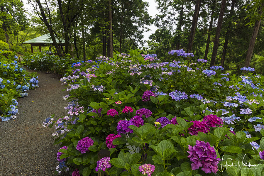 和歌山県上富田町の あじさい曼荼羅園 6月19日分2 1 風景写真家 西川貴之の気まぐれブログ