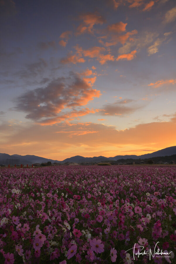 コスモス 風景写真家 西川貴之の気まぐれブログ コスモス 風景写真家 西川貴之の気まぐれブログ