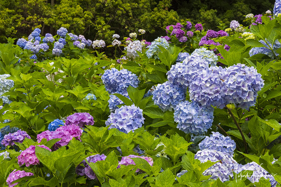 兵庫県神戸市の神戸市立森林植物園の紫陽花 7月2日分 風景写真家 西川貴之の気まぐれブログ