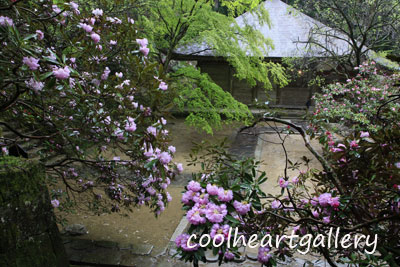奈良県宇陀市の室生寺の石楠花 4月25日分2 1 風景写真家 西川貴之の気まぐれブログ