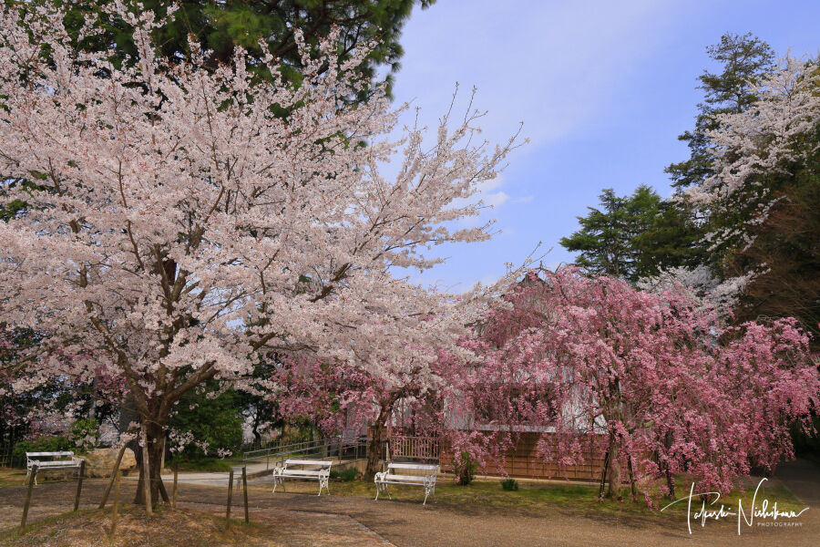 鳥取県倉吉市の打吹公園の桜と倉吉白壁土蔵群 4月7日分5-5 鳥取県倉吉市の打吹公園の桜と倉吉白壁土蔵群 4月7日分5-5