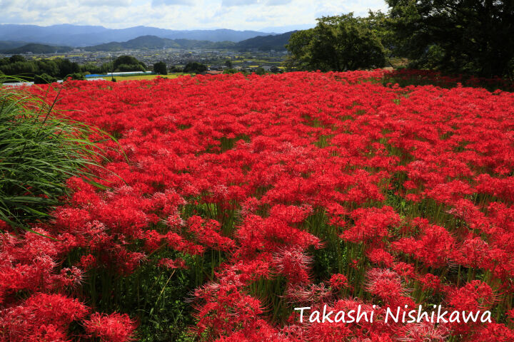 奈良県御所市の九品寺周辺の彼岸花 10月1日分2 1 風景写真家 西川貴之の気まぐれブログ