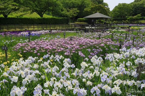 馬見丘陵公園 花菖蒲園