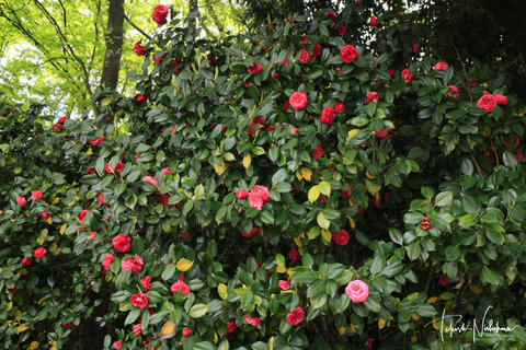 _U4A0455