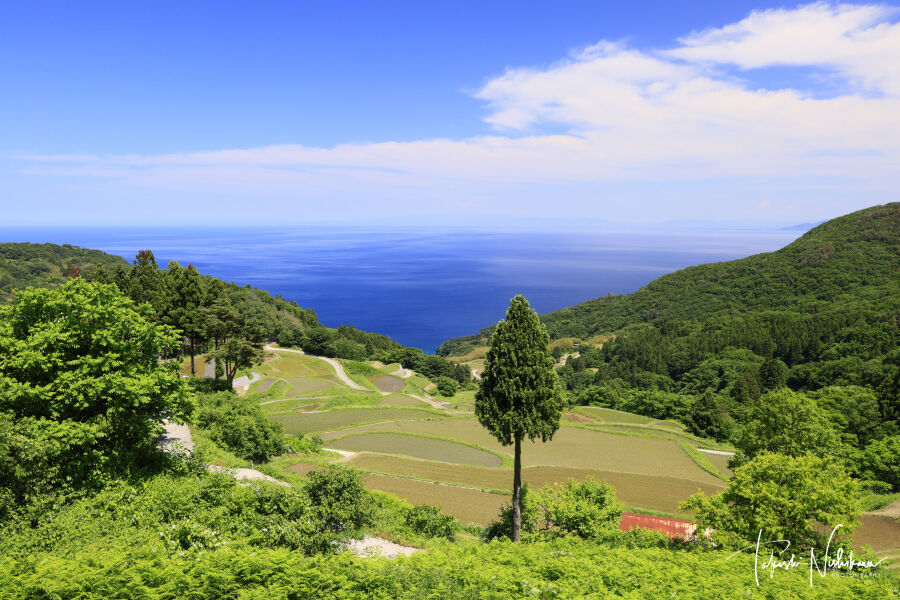 棚田カード　岩首昇竜棚田 小倉千枚田 月布施棚田(新潟県) 新潟県佐渡市の佐渡ヶ島の小倉千枚田と岩首昇竜棚田 5月31日6-4