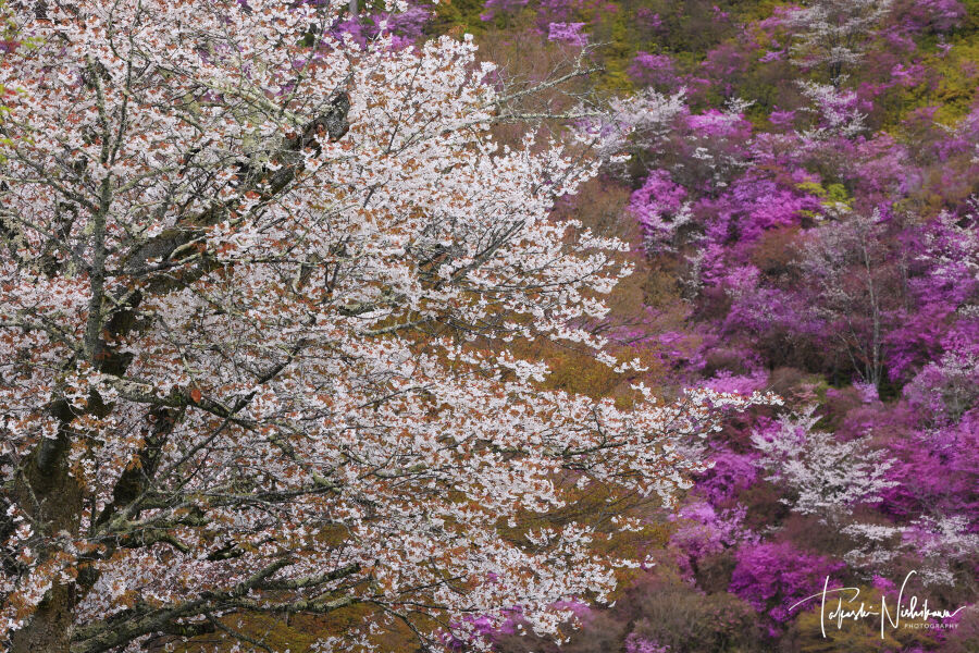 京都府京都市の西明寺裏山のミツバツツジと桜 4月11日分4-1。 : 風景