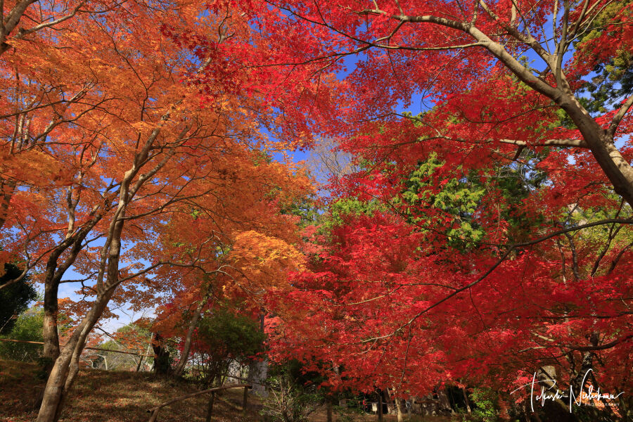 紅葉☆ 京都府木津川市の海住山寺の紅葉 11月27日分3-1。 : 風景写真家