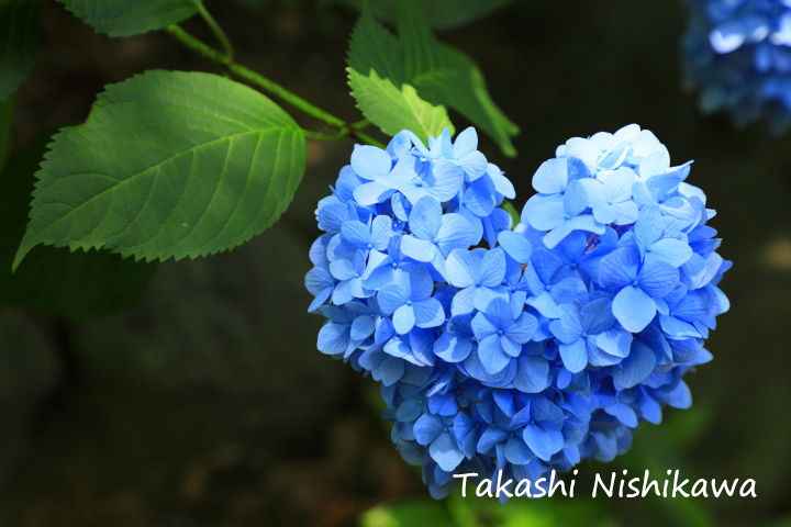 奈良県橿原市の久米寺の紫陽花園 6月日分3 3 風景写真家 西川貴之の気まぐれブログ 奈良県橿原市の久米寺の紫陽花園 6月日分3 3 風景写真家 西川貴之の気まぐれブログ