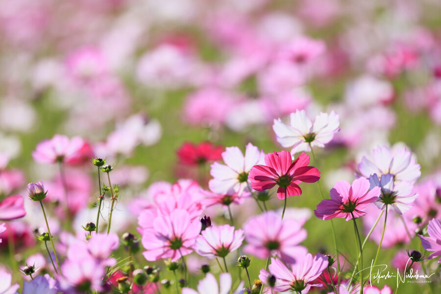花畑 風景写真家 西川貴之の気まぐれブログ
